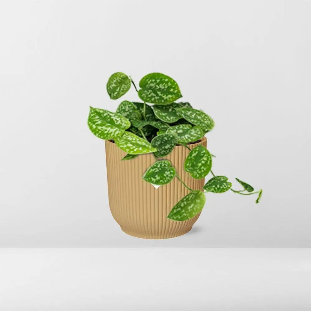 Scindapsus gemalt 'Argyraeus' in Elho -Vibes Falten Sie 14 cm Geel MEERgroothandel Planten