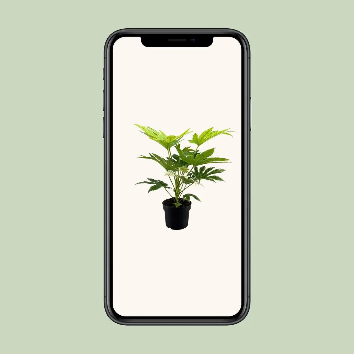 Fatsia Japonica Spider Web - Ø17cm - ↕50cm MEERgroothandel Planten