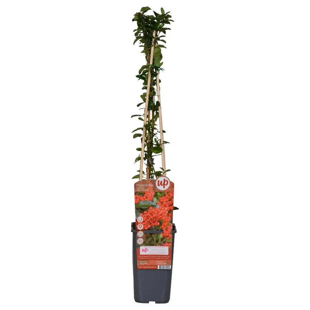 3x - Pyracantha Coccinea 'Red Column' - ↨65cm - Ø15 MEERgroothandel Planten
