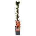3x - Pyracantha Coccinea 'Red Column' - ↨65cm - Ø15 MEERgroothandel Planten
