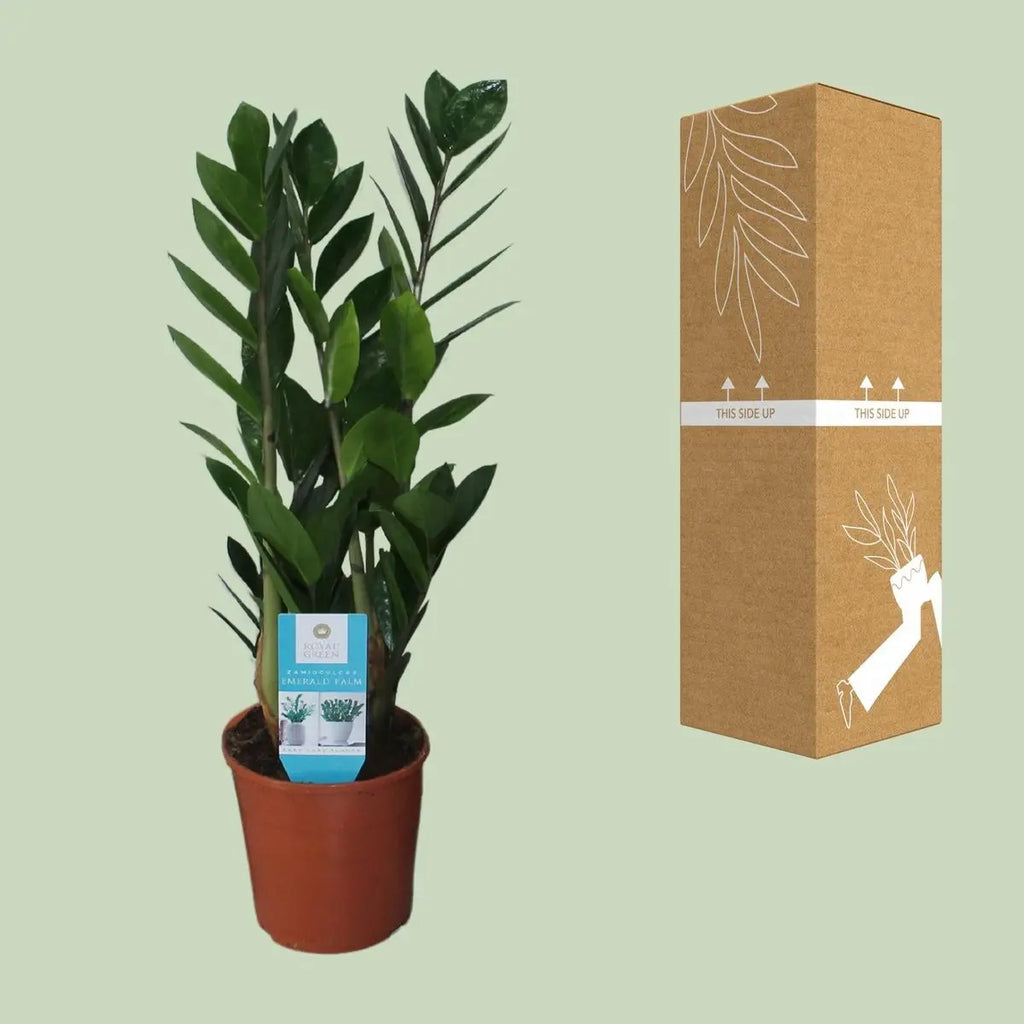 Glücksfeder Zamioculcas Zamiifolia - Ø14cm - ↕55 cm | immergrün - Pille Gartenwelt