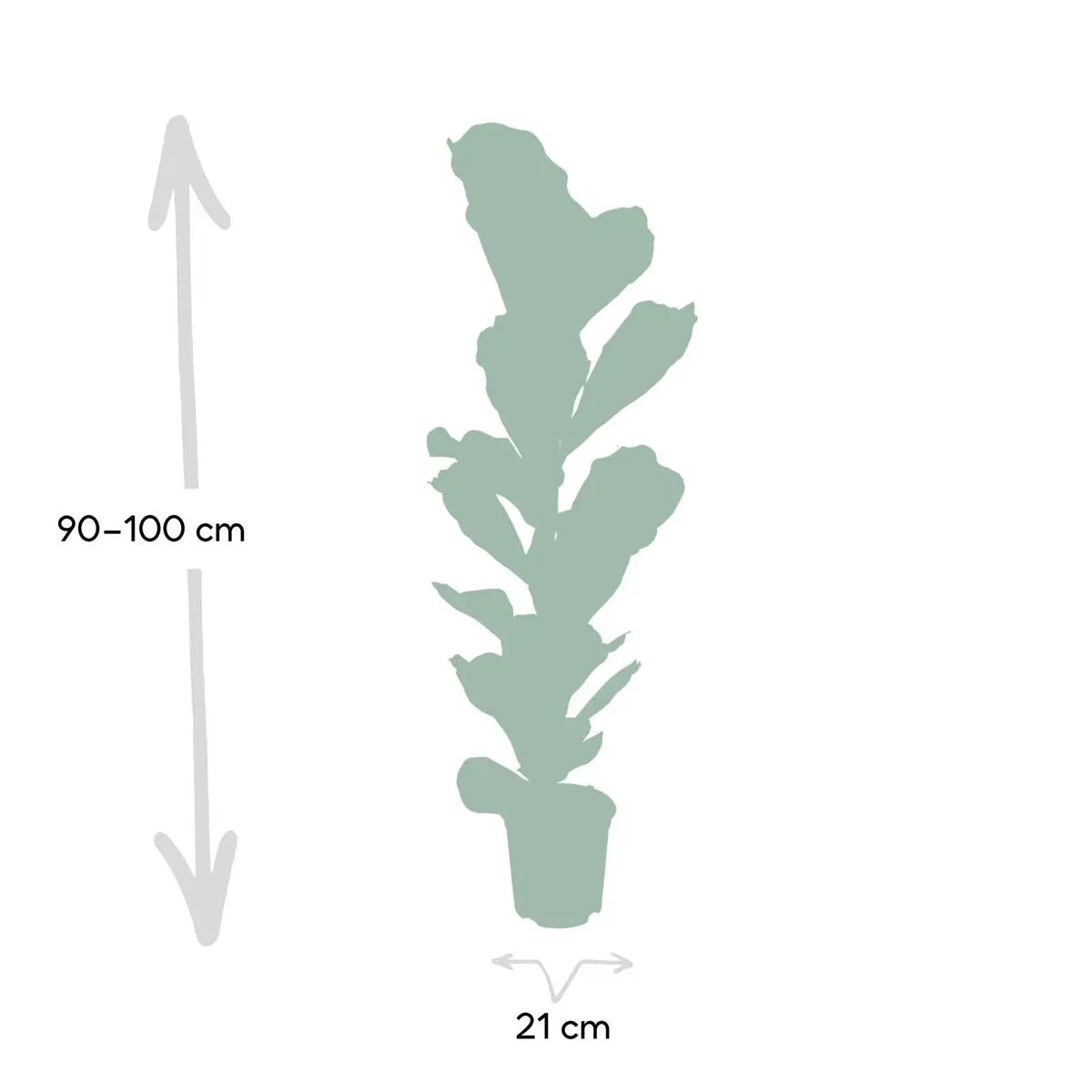 Ficus Lyrata - Gummipflanze - Ø21cm - ↕100cm MEERgroothandel Planten