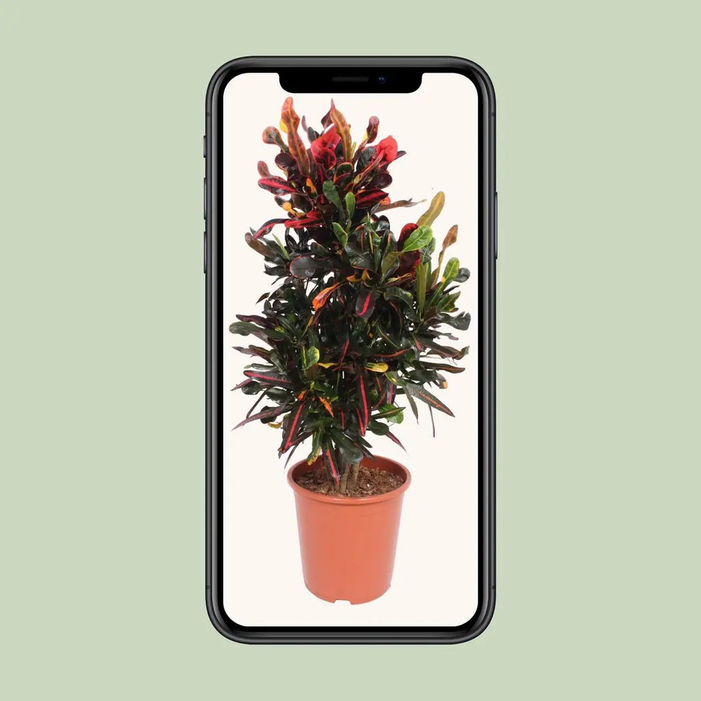 Codiaeum variegatum ‘Mammi’ (Kroton) – Ø27cm – ca. 100cm | Wunderstrauch - Pille Gartenwelt