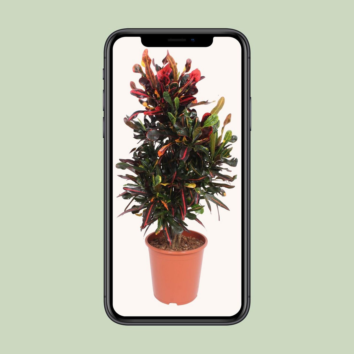 Codiaeum variegatum ‘Mammi’ (Kroton) – Ø27cm – ca. 100cm | Wunderstrauch