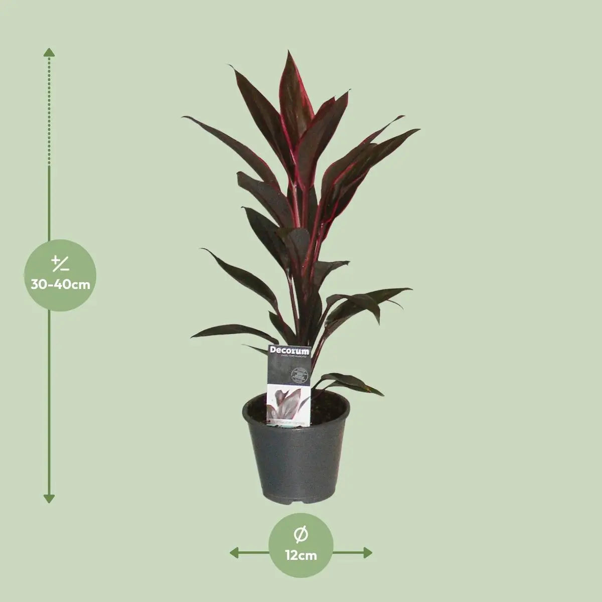 Cordyline  fruticosa  „Tango“ Keulenlilie – P12, Höhe 40 cm