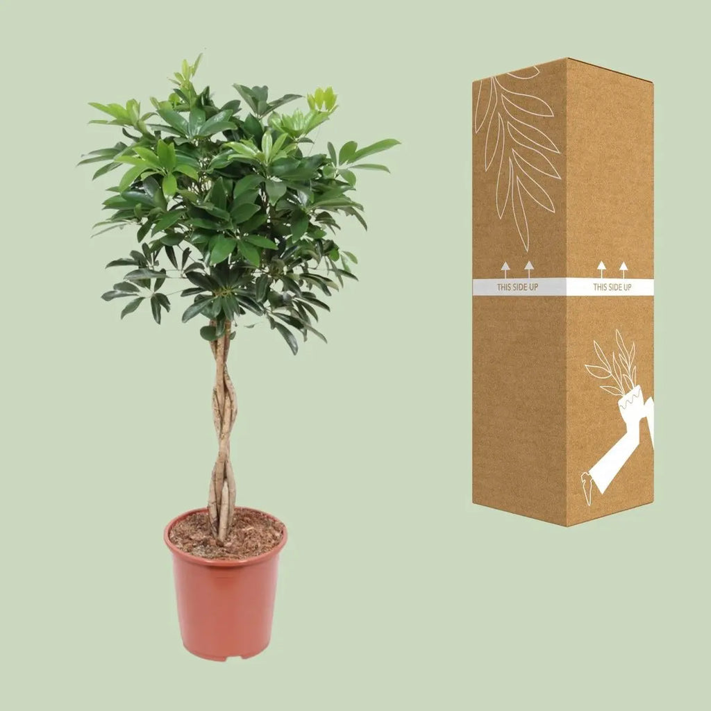 Schefflera arboricola Compact - Ø27cm - ↕120 cm MEERgroothandel Planten