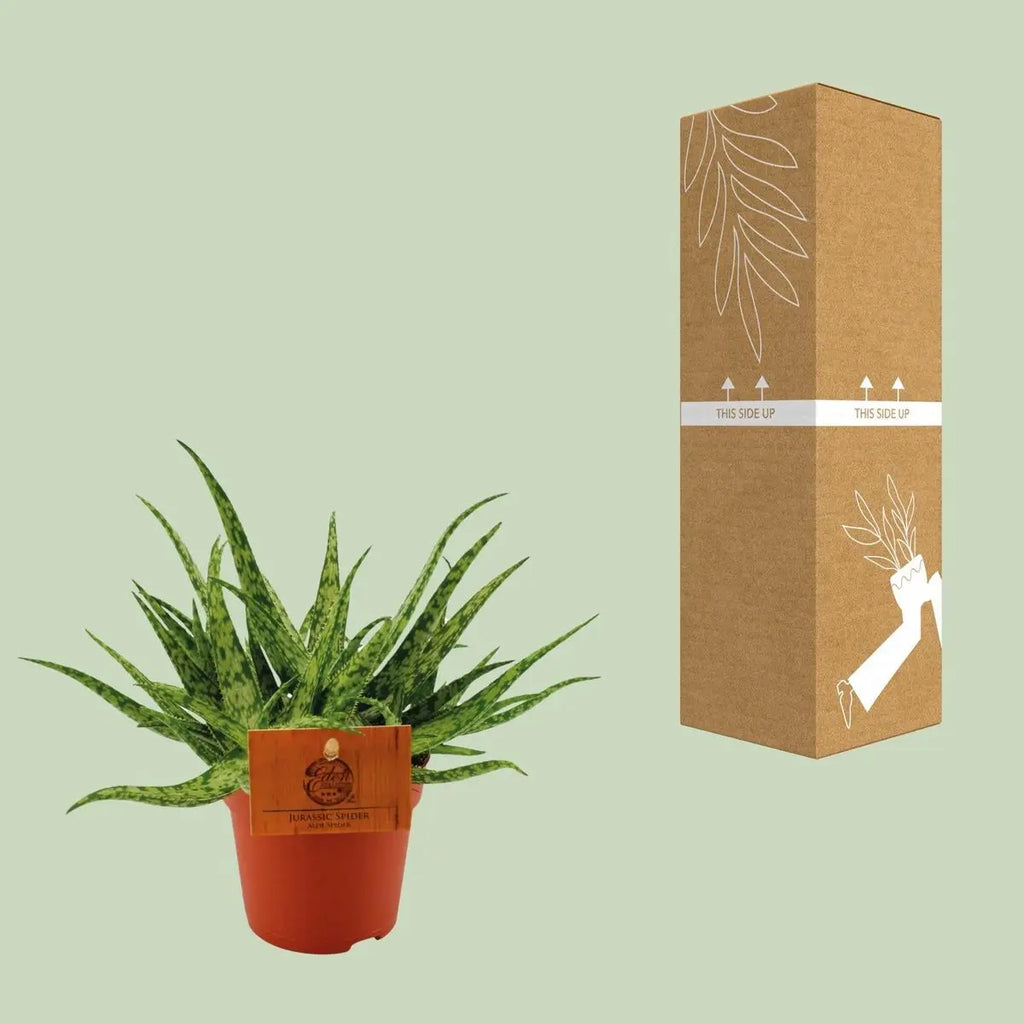 Aloe Spider Sukkulente Ø10,5 cm Höhe 15 cm sonnig pflegeleicht - Pille Gartenwelt