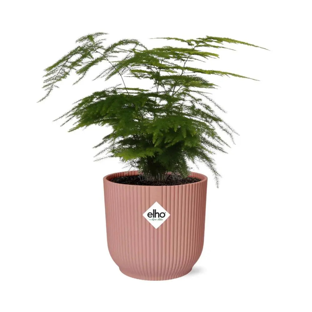 Spargel Setaceus ‘Plumosus’ im Elho Vibes Fold Rosé Ø14 cm – Asparagus - Pille Gartenwelt