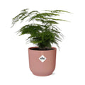 Spargel Setaceus ‘Plumosus’ im Elho Vibes Fold Rosé Ø14 cm – Asparagus - Pille Gartenwelt
