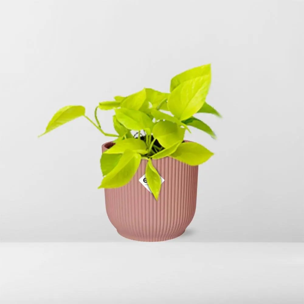 Epipremnum pinnatum „Golden Pothos“ in Elho -Vibes 14 cm Roze MEERgroothandel Planten