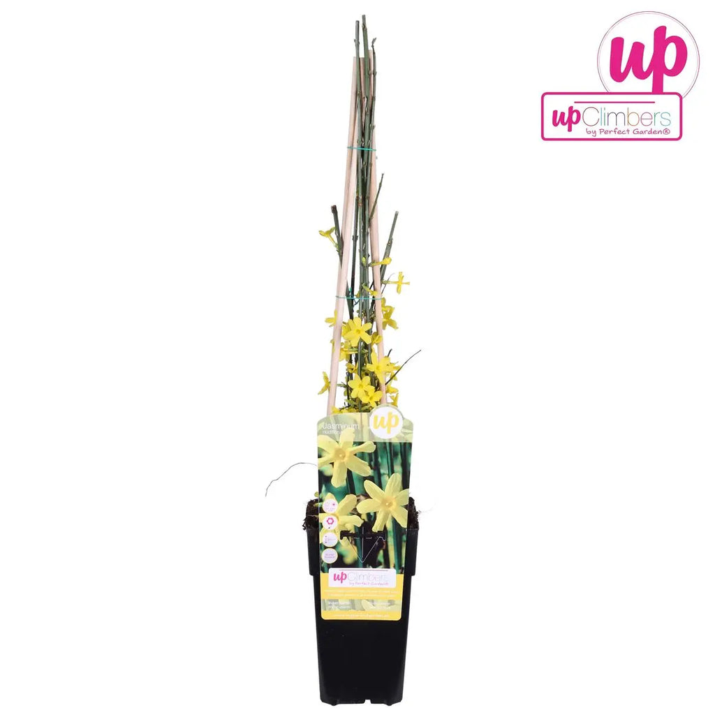 WInterjasmin Jasminum nudiflorum - Ø15cm - ↕65 cm - Pille Gartenwelt