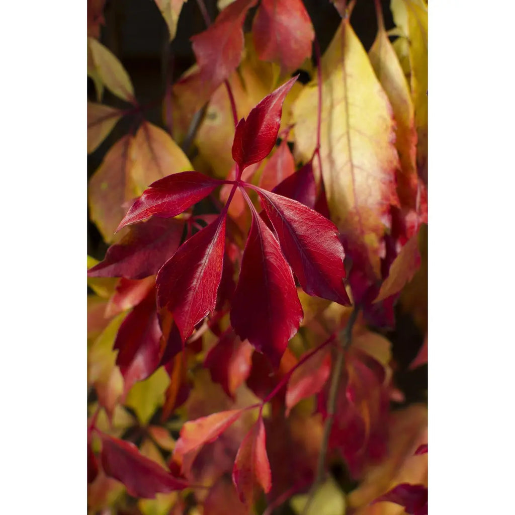 Wilder Wein Parthenocissus Henryana - Chinesische Jungfernrebe - Ø15cm - ↕65 cm - Pille Gartenwelt