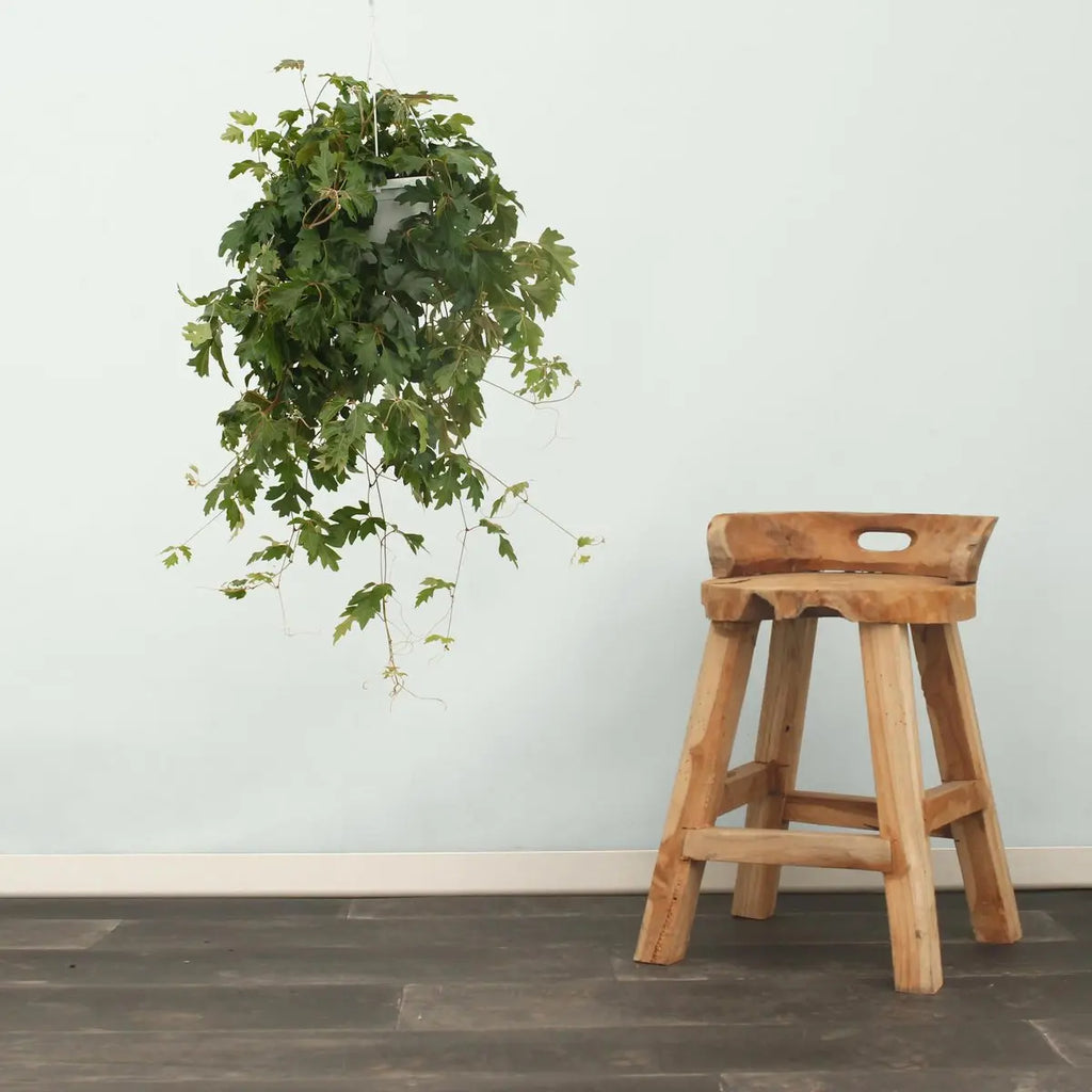 Cissus Ellen Danic - Ø17cm - ↕70cm MEERgroothandel Planten
