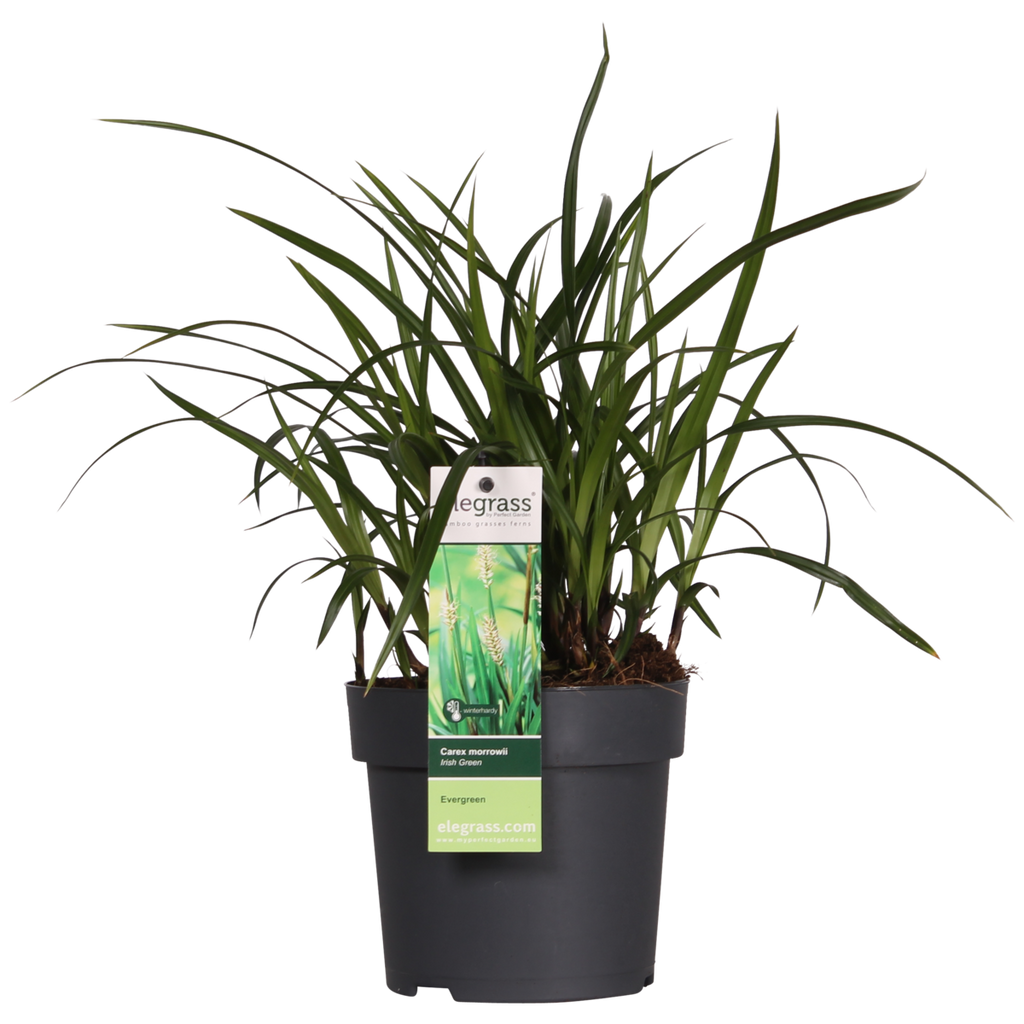 3x Carex morrowii ‘Irish Green’ – immergrüner Bodendecker im Ø14 cm | Japan-Segge