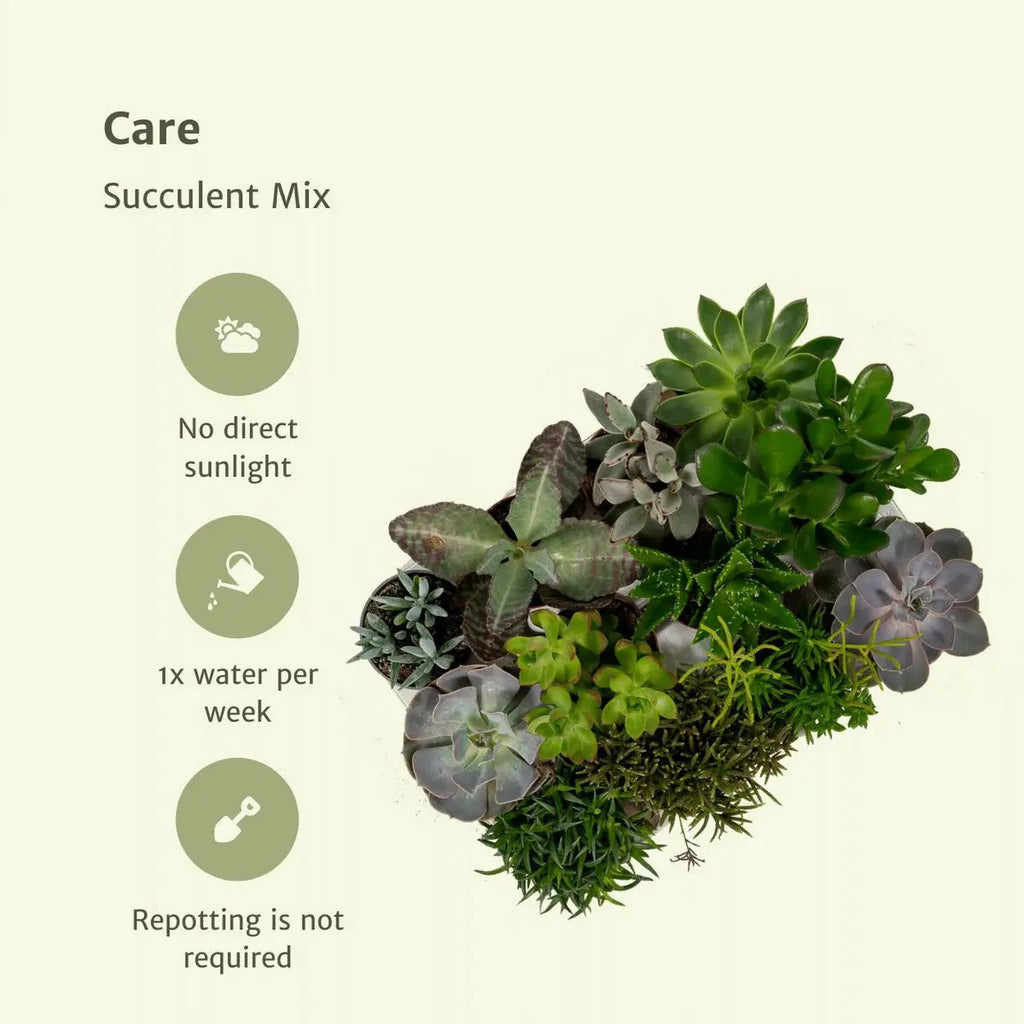 Everpring - Sukkulente Mischung - 18 Stücke - 10 cm - Ø8.5 - Pille Gartenwelt