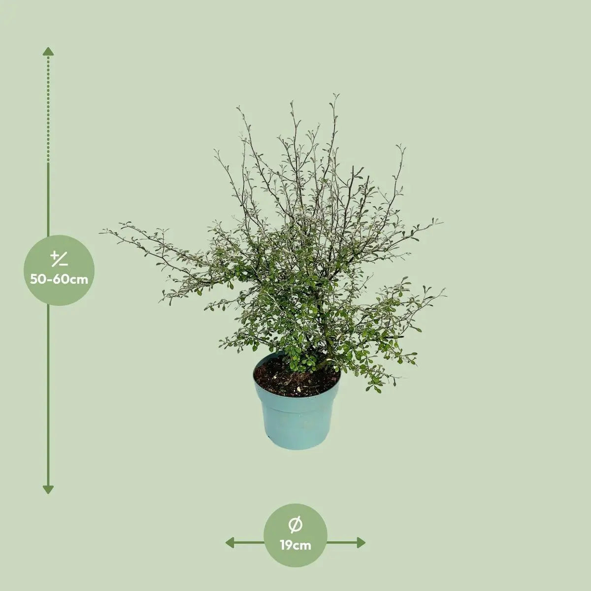 Zickzackstrauch Maori Green Leaf - 55 cm - Ø19 | immergrün - Pille Gartenwelt