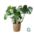Monstera im natürlichen Korb - Ø21 cm - ↕60 cm