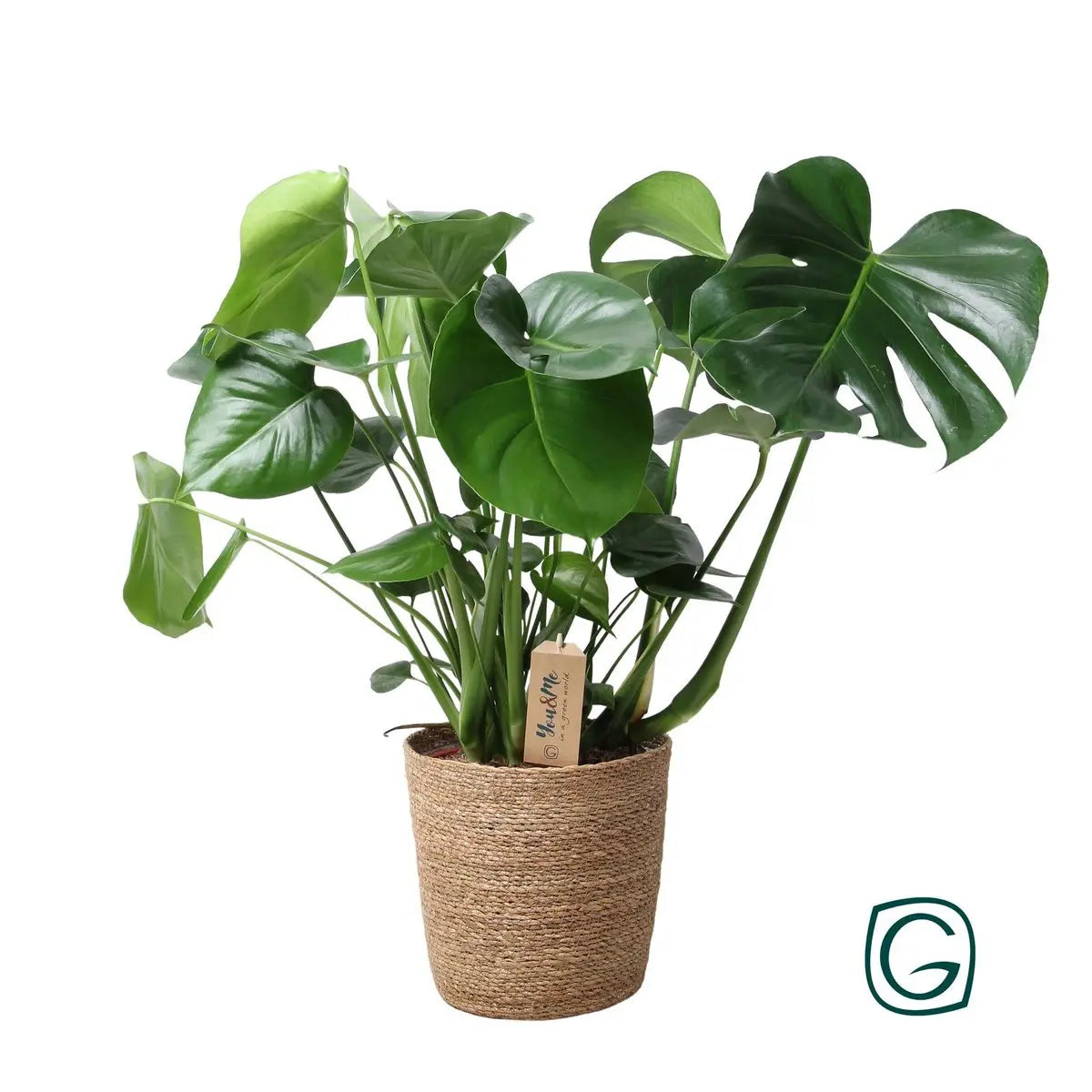 Monstera im natürlichen Korb - Ø21 cm - ↕60 cm