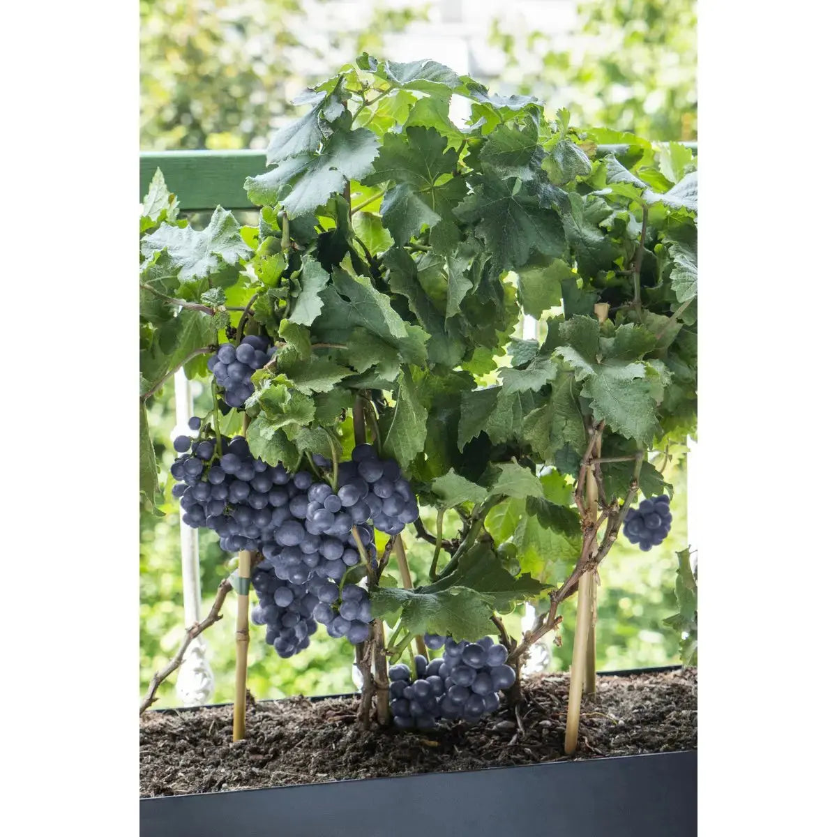 3x - vitis pixie 'pinot noir' - ↨30cm - Ø14 MEERgroothandel Planten