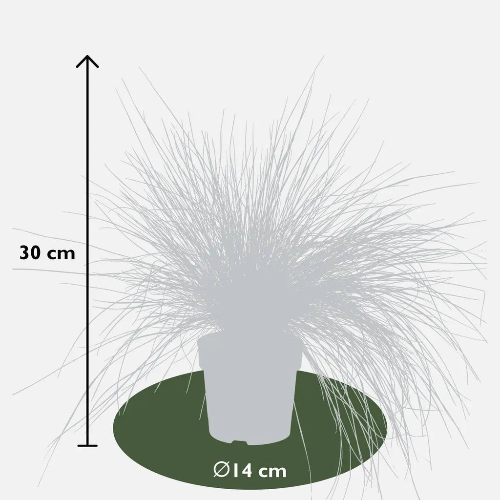 Festuca Glauca Azura Blue - Ø19cm - ↕40cm - Ø14 - ↨30cm |Zier-Gras Blauschwingel - Pille Gartenwelt