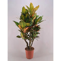 Croton Petra verzweigt – Ø26 cm, ca. 120 cm, bunte Blätter, tropische Zimmerpflanze - Pille Gartenwelt