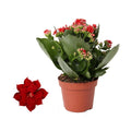 Kalanchoe Rosalina Don Justino Rood - Ø12cm - ↕27 cm