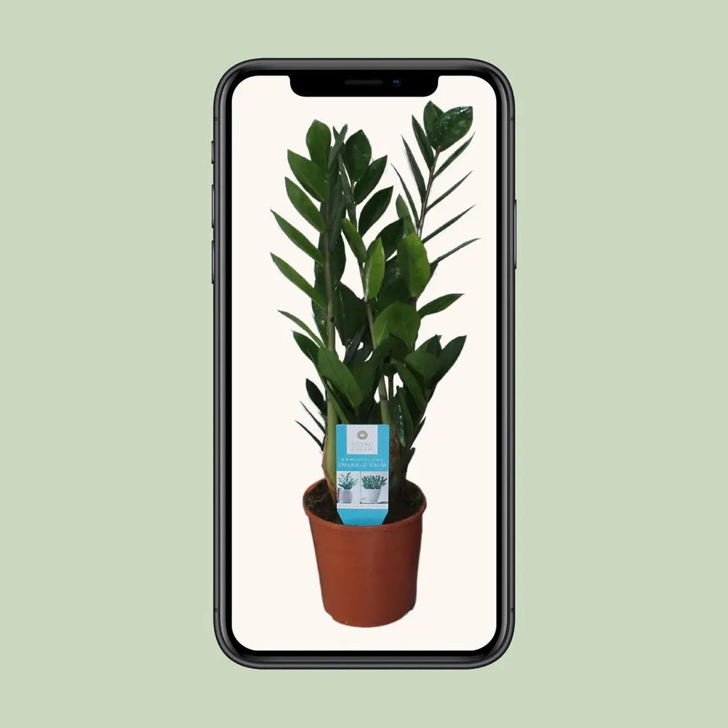 Glücksfeder Zamioculcas Zamiifolia - Ø14cm - ↕55 cm | immergrün - Pille Gartenwelt