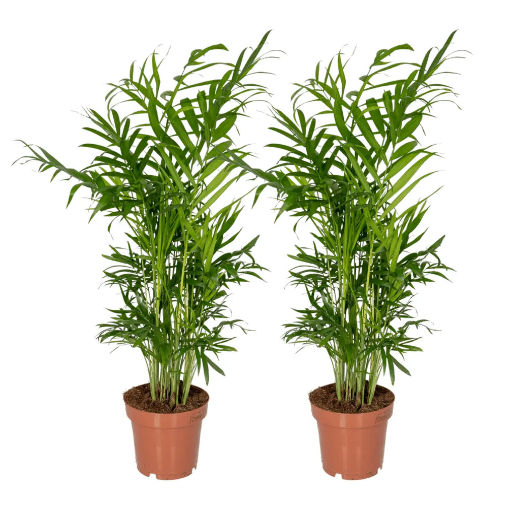 Chamaedorea elegans 2er-Set im Topf 12 cm – Mexikanische Bergpalme