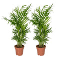 Chamaedorea elegans 2er-Set im Topf 12 cm – Mexikanische Bergpalme