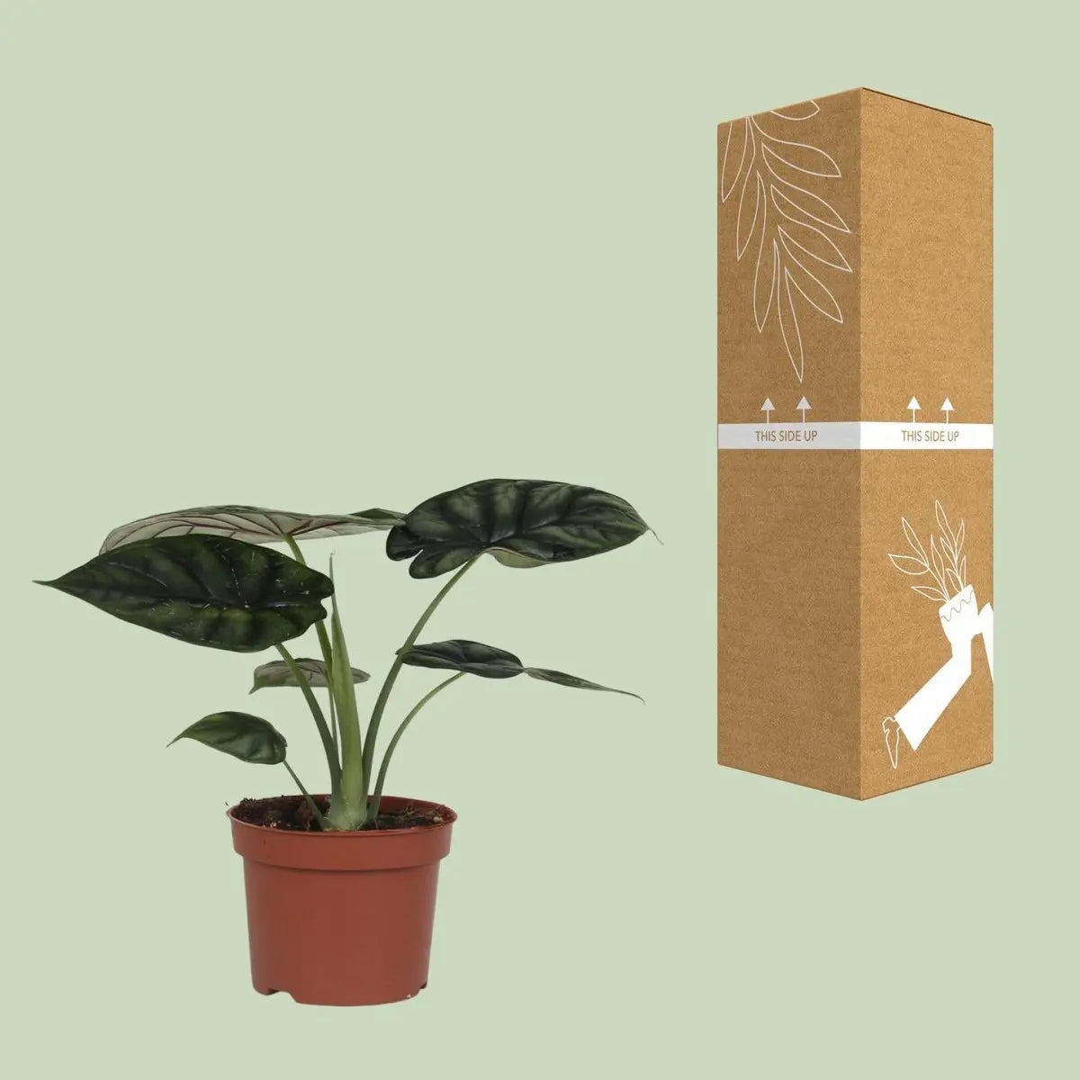Alocasia Dragon Scale Elefantenohr  - Ø17cm - ↕35cm - Pille Gartenwelt