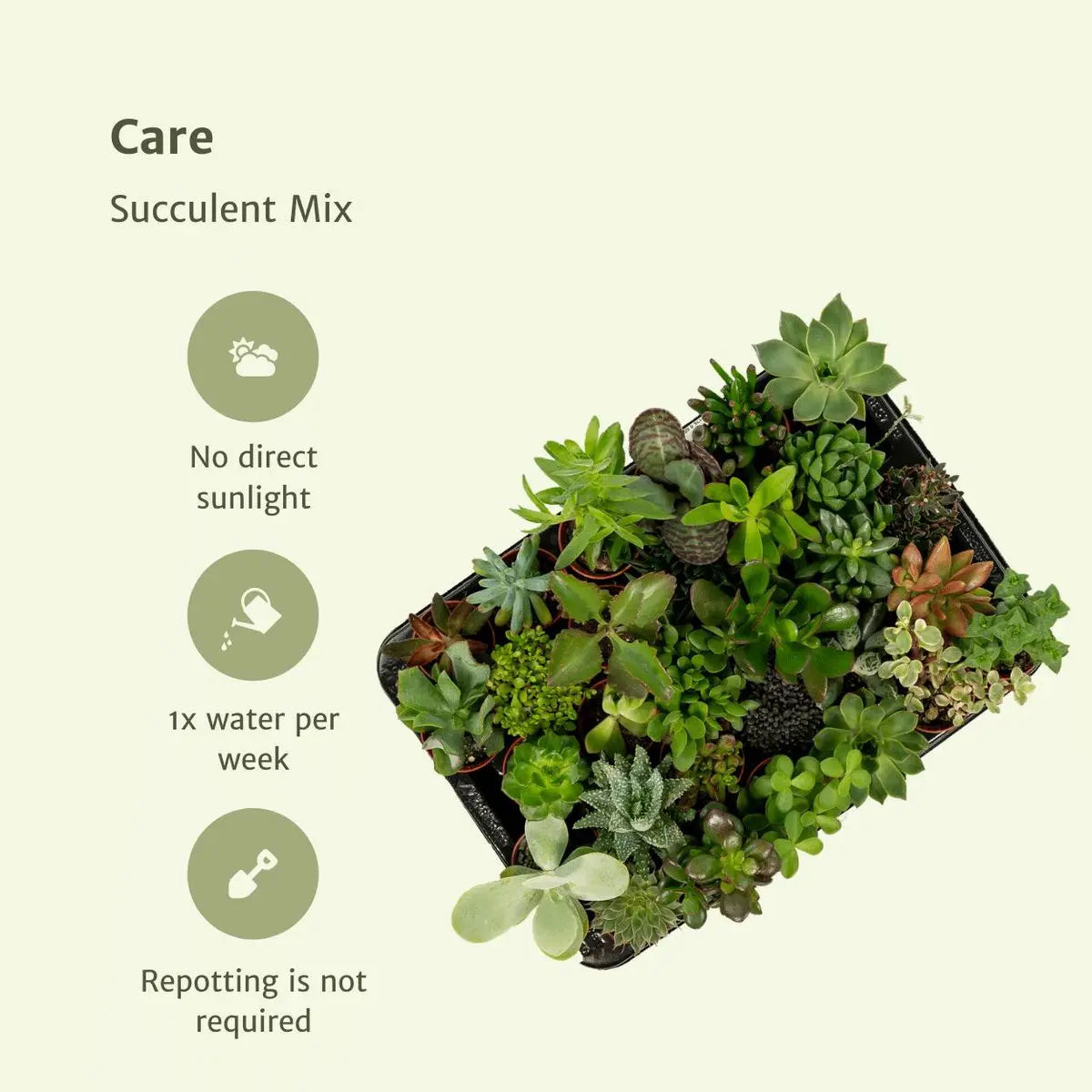 Sukkulente Mischung - 10 Teile - 7 cm - Ø5,5 MEERgroothandel Planten