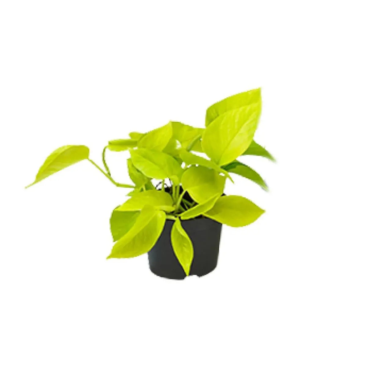 Epipremnum Golden Pothos - Scindapsus - Ø12 - ↕15 cm