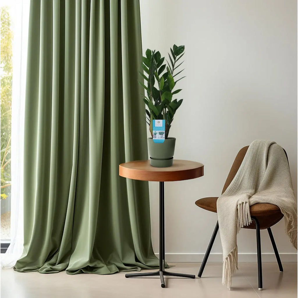 Glücksfeder Zamioculcas Zamiifolia - Ø14cm - ↕55 cm | immergrün - Pille Gartenwelt