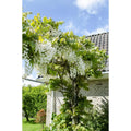 Wisteria Floribunda Alba - Weißer Regen - Ø15 cm - ↕65 cm