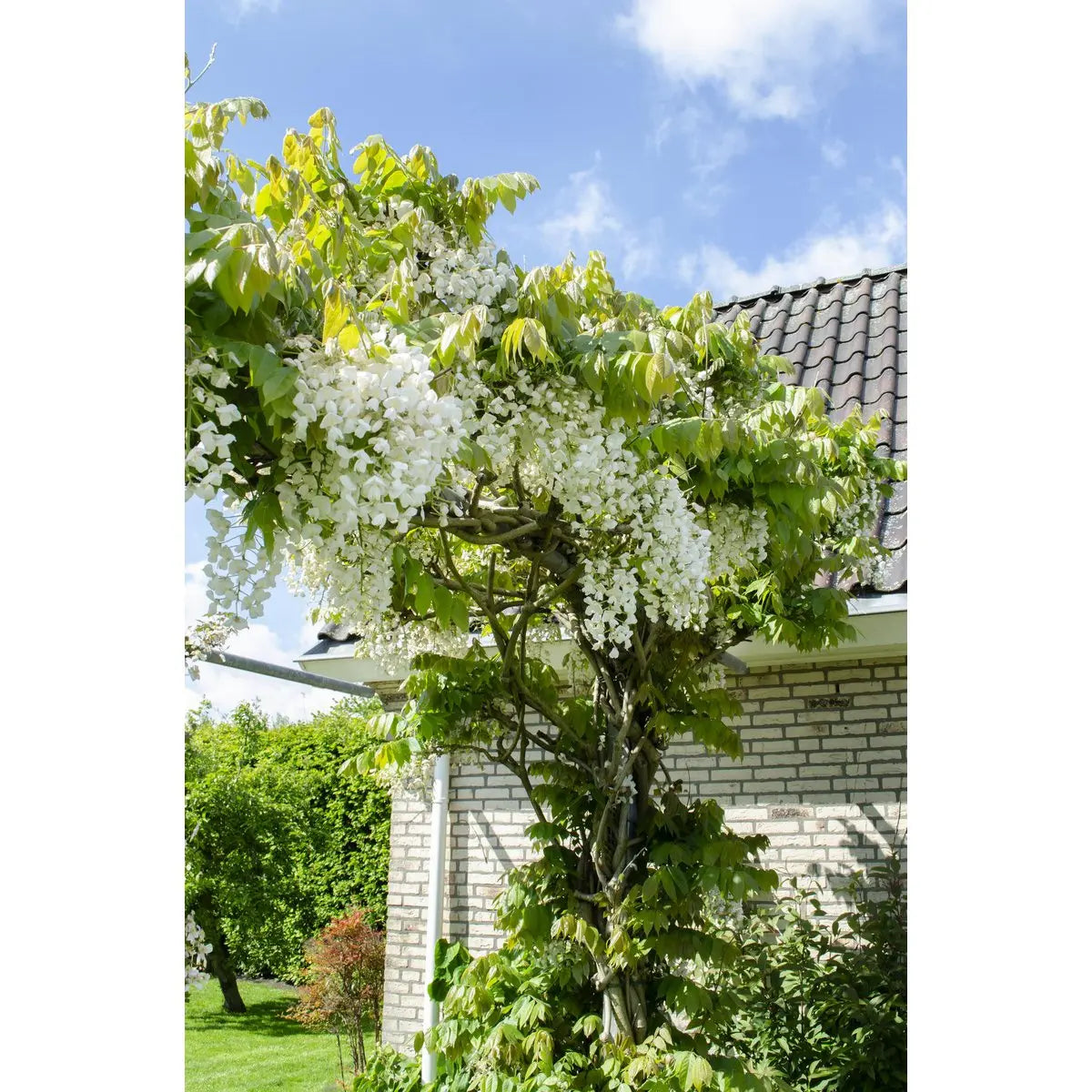 Wisteria Floribunda Alba - Weißer Regen - Ø15 cm - ↕65 cm