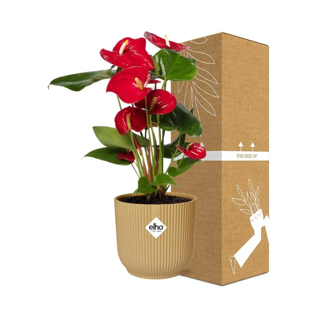 Anthurium rot 12 cm in Elho -Vibes Falten Sie 14 cm Geel MEERgroothandel Planten