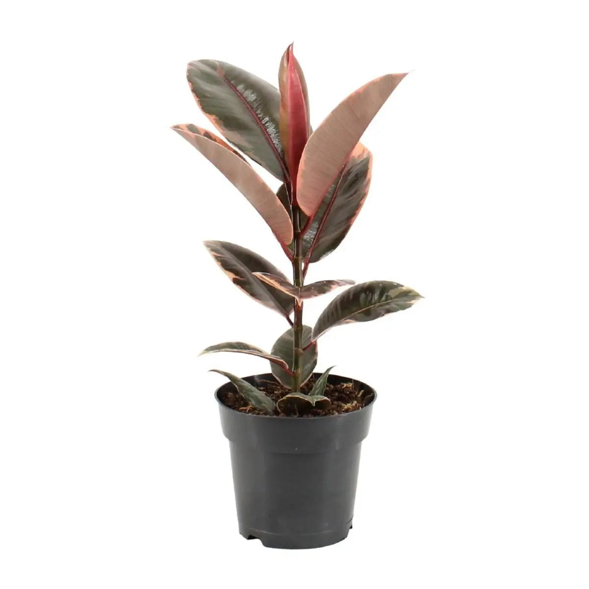 Ficus Elastica Belize - Ø17cm - ↕55 cm MEERgroothandel Planten