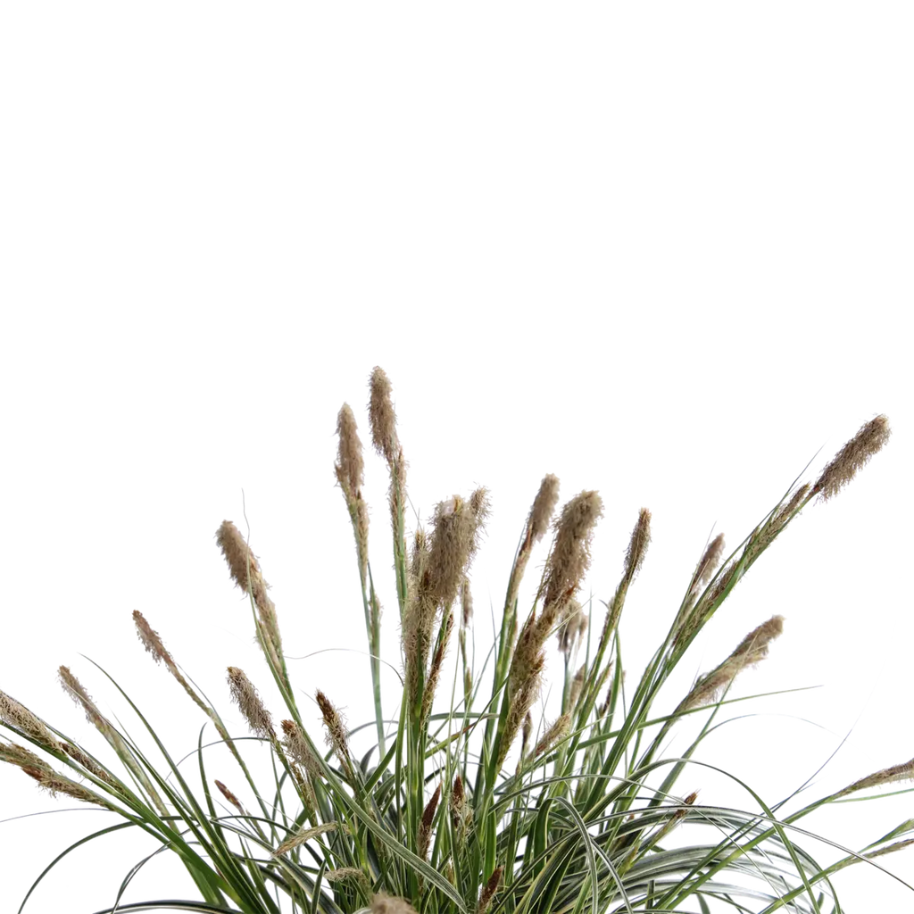 Carex 'Feather Falls' - ↕40cm - Ø19 | dekorative wintergrüne Segge
