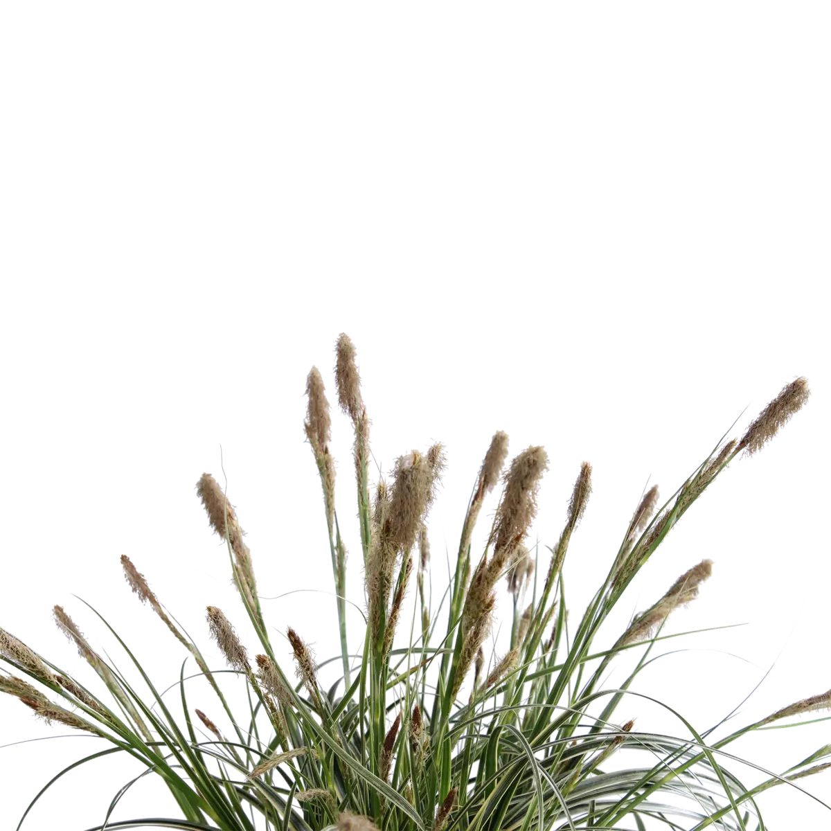 Carex 'Feather Falls' - ↕40cm - Ø19 | dekorative wintergrüne Segge