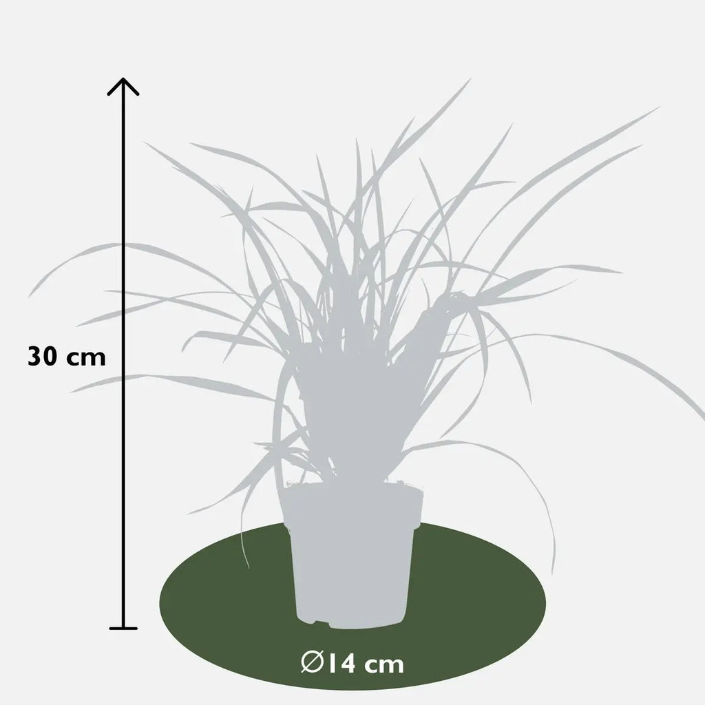 Carex Morrowii Irish Green - Ø14 cm - ↕30 cm | Zier-Gras