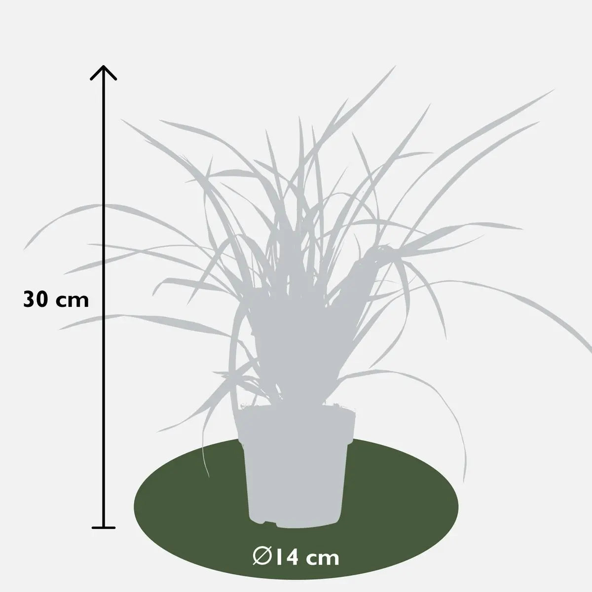 Carex Morrowii Irish Green - Ø14 cm - ↕30 cm | Zier-Gras