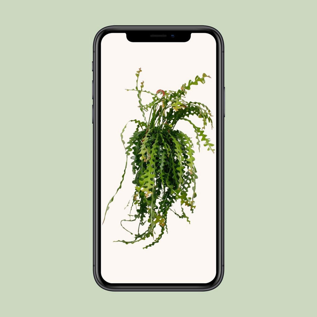 Ephiphyllum anguliger (Fischgrätenkaktus) – Rarität mit Zickzack-Trieben