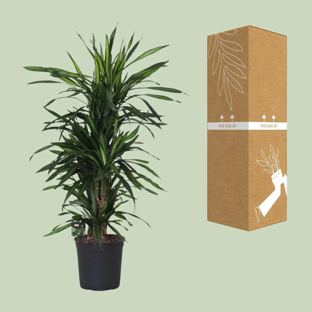 Dracaena Fragrans optimal verzweigt | P27 Pflanztopf, ca. H120 cm Höhe bei Lieferung - Pille Gartenwelt