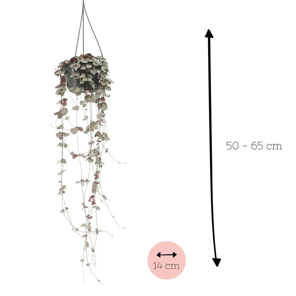 Ceropegia Woodii - Ø14cm - ↕50cm MEERgroothandel Planten