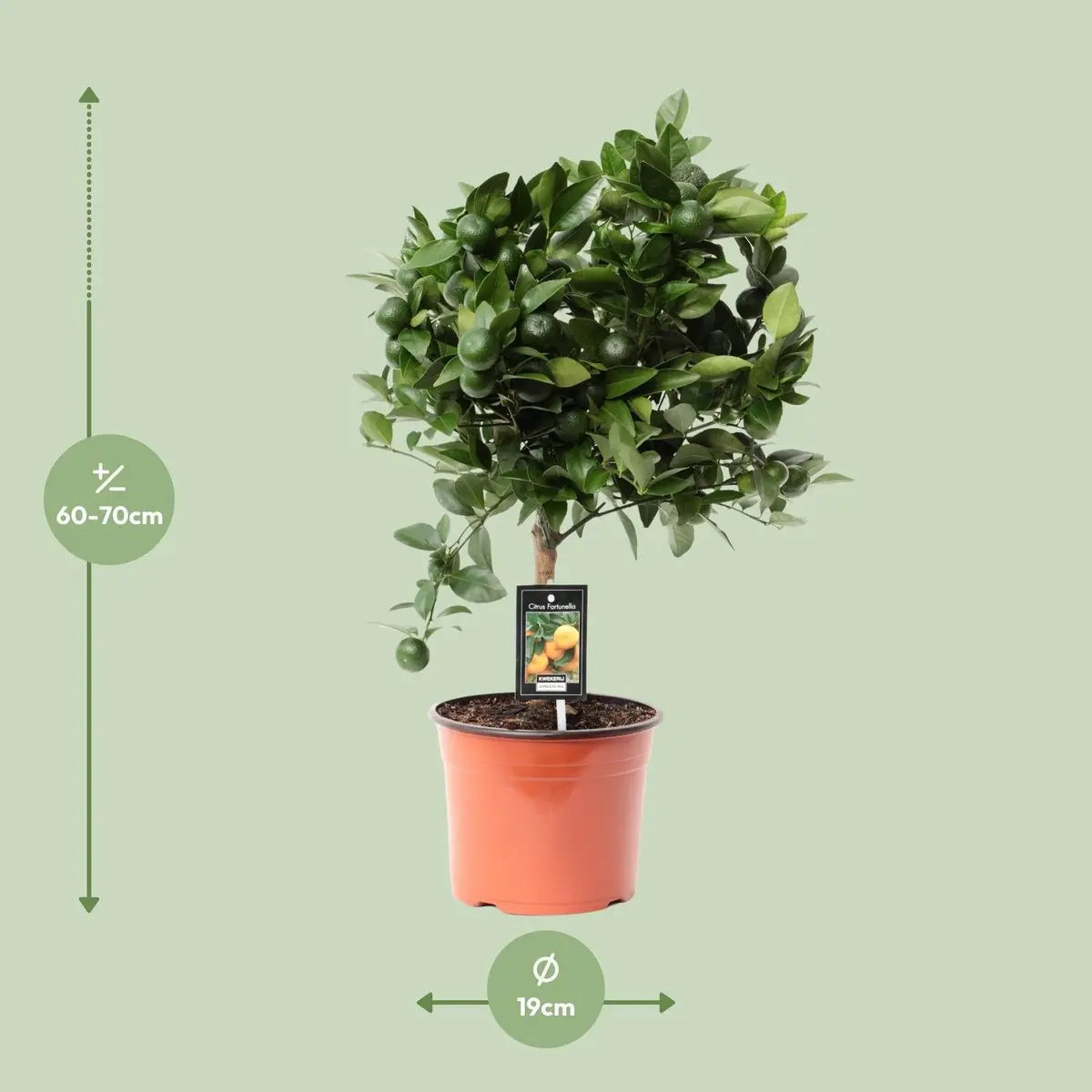Citrus Calamondin | [P19-H65] MEERgroothandel Planten