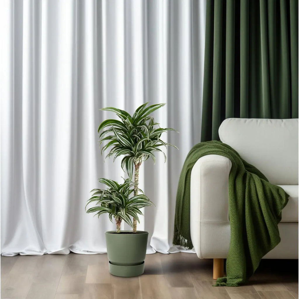 Dracaena Jade Jewel 45-15 [P19-H80] | Drachenbaum - Pille Gartenwelt