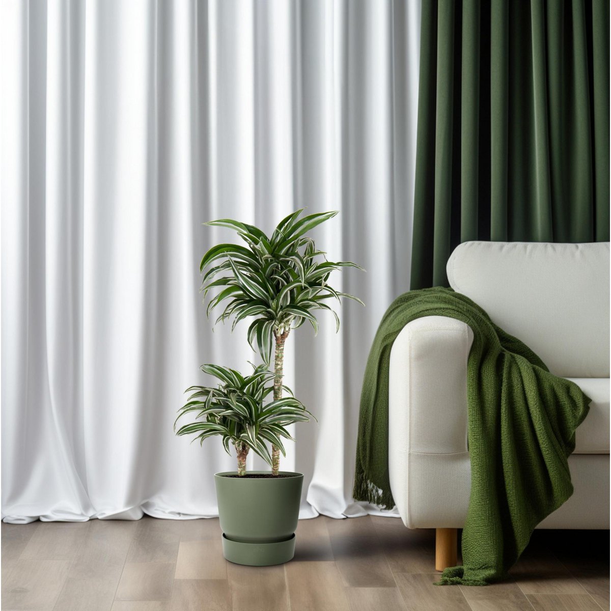 Dracaena Jade Jewel 45-15 [P19-H80] | Drachenbaum