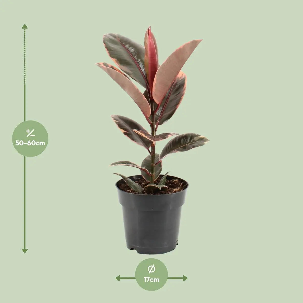 Ficus Elastica Belize - Ø17cm - ↕55 cm MEERgroothandel Planten