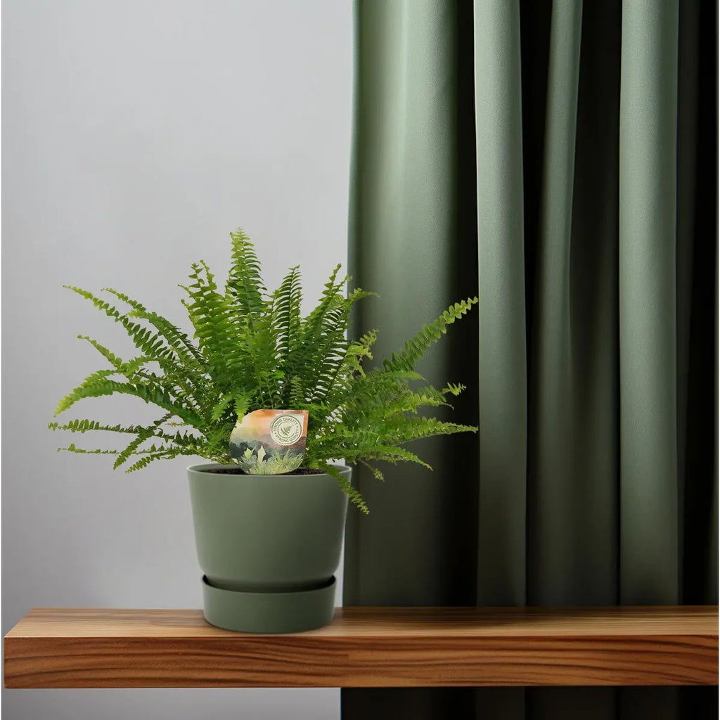 Nephrolepis Green Lady - Ø12cm - 30 cm MEERgroothandel Planten