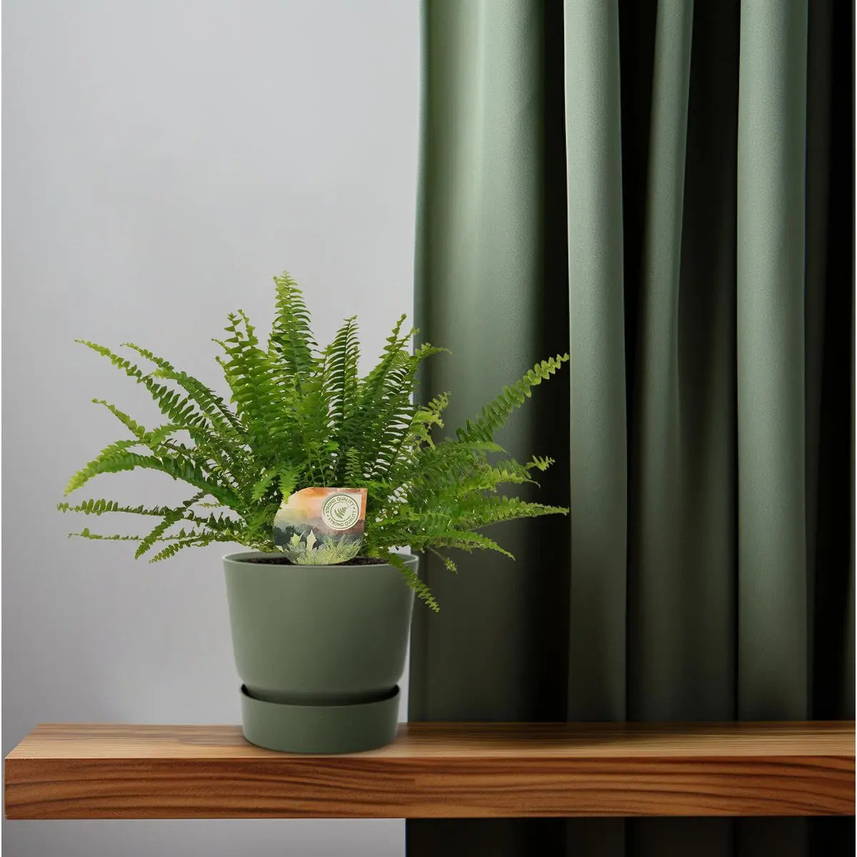Nephrolepis Green Lady - Ø12cm - 30 cm MEERgroothandel Planten
